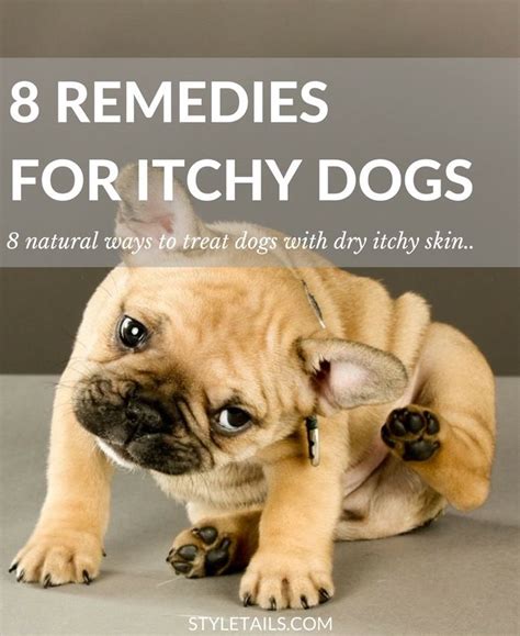 8 Natural Ways to Combat Dry Itchy Skin in Dogs | Dog remedies, Dog itching remedies, Itchy dog