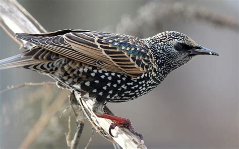 Here’s the starling in winter | Birds of New England.com