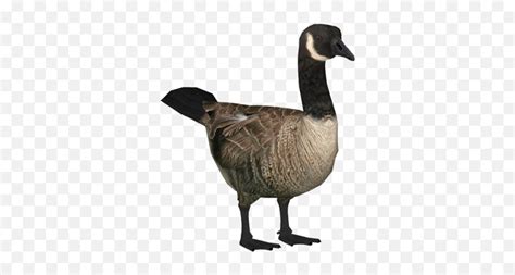 Goose Png And Vectors For Free Download - Transparent Canadian Goose ...