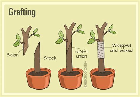 What is grafting in artificial propagation? Here is more: #grafting # ...