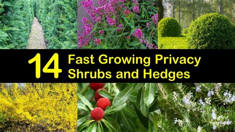 14 Fast Growing Privacy Shrubs and Hedges