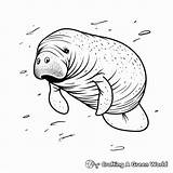 Manatee Coloring Pages  Free & Printable sketch template
