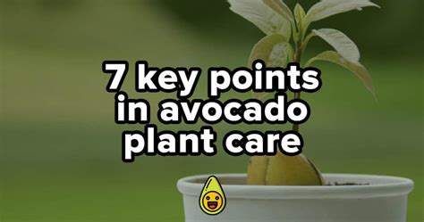 6 Tips on How to Prune an Avocado Tree - Avocado Buddy