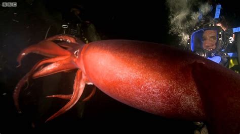 Swimming With a Humboldt Squid | Deadly 60 | BBC Earth - YouTube