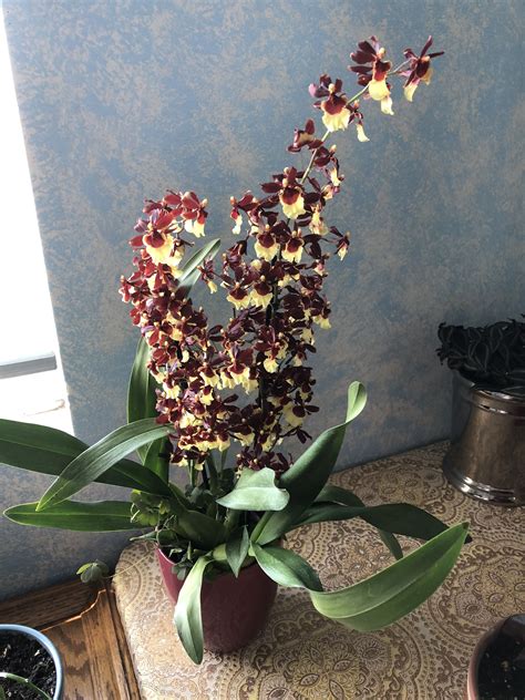 Chocolate Orchid Oncidium Sharry Baby