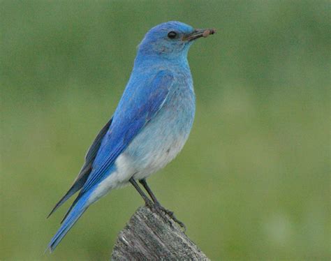 Mountain Bluebird Gathering In Full Swing - East Idaho News