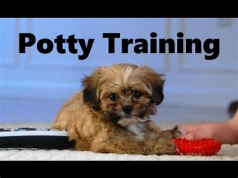 How To Potty Train A Shih Poo Puppy - Shih-Poo House Training Tips - Housebreaking Shih Poo ...