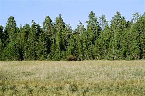 tatanka! | Yellowstone National Park Wyoming Cinestill 50Day… | Flickr