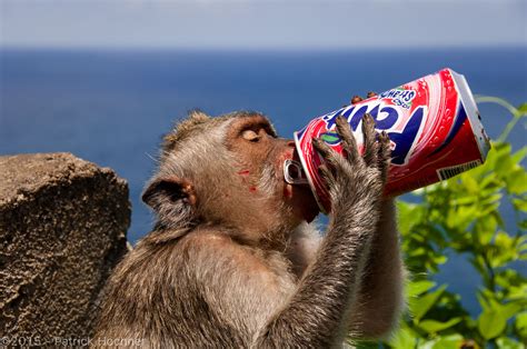 Monkey at the Uluwatu Temple, Bali