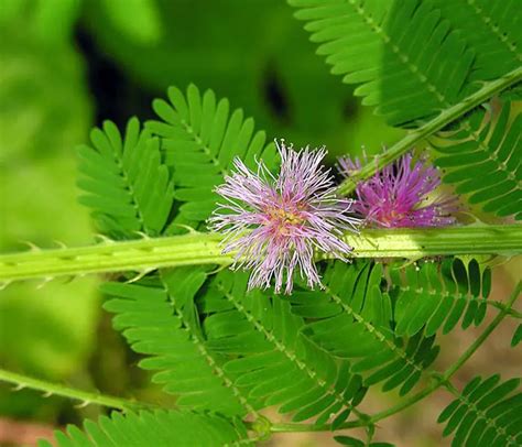 Mimosa (Mimosa) – A to Z Flowers