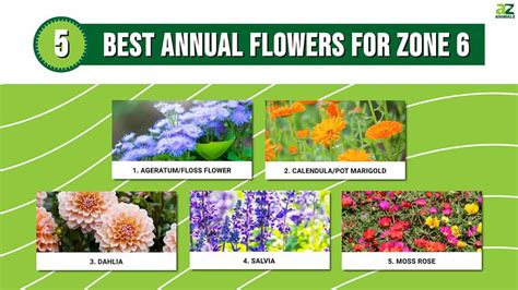 5 Best Annual Flowers For Zone 6 - A-Z Animals