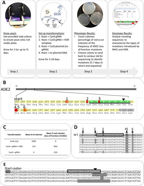 Overview of the at-home CRISPR kit and example results. (A) Flow of ...