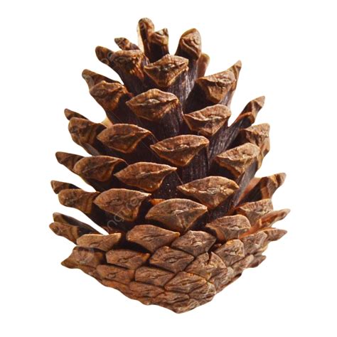 A Dry Pine Cone, Dry, One Piece, Pinecone PNG Transparent Image and Clipart for Free Download