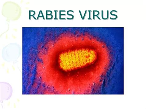 PPT - RABIES VIRUS PowerPoint Presentation, free download - ID:6565347