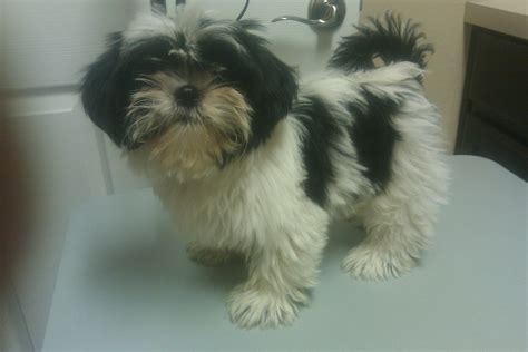 Maltese Teddy Bear Shih Tzu - Photos All Recommendation