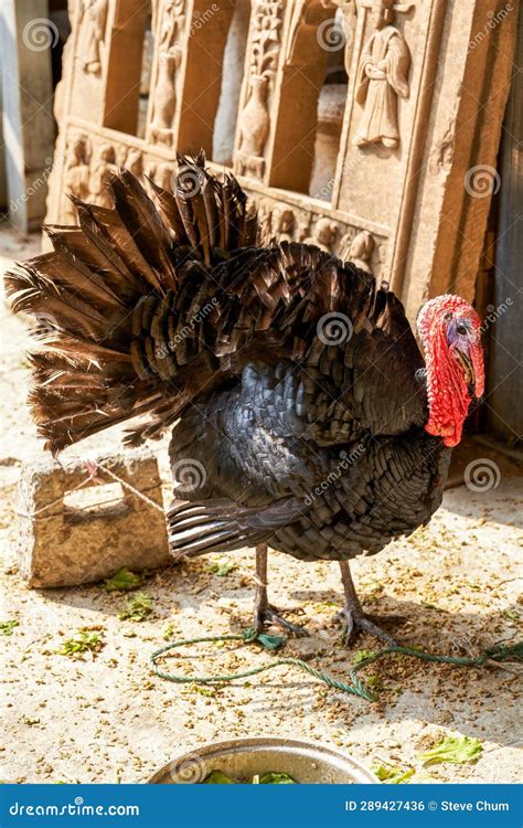 A live turkey in a farm stock photo. Image of rooster - 289427436