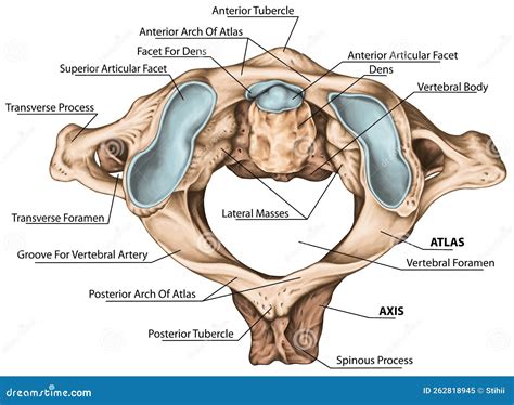 BOARD Atlantoaxial Joint, Superior View Stock Illustration ...