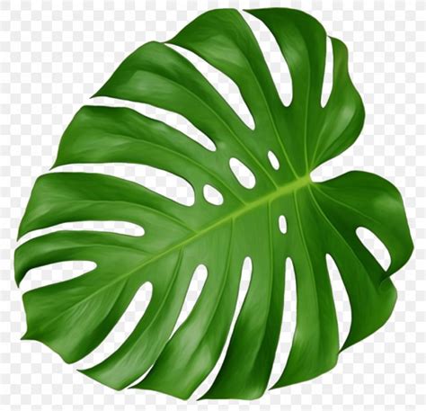 Leaf Swiss Cheese Plant Tropics Clip Art, PNG, 970x937px, Leaf, Areca Palm, Botany, Color ...