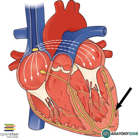 Purkinje Fibres • Cardiovascular • AnatomyZone