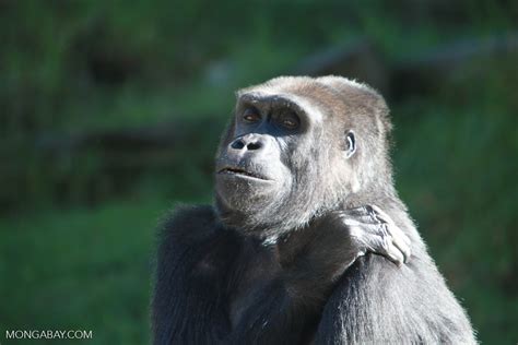 Focus on great apes, draws attention from other species, finds study