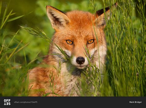 Close up of a red fox in its habitat stock photo - OFFSET