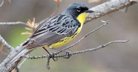 Photos and Videos for Kirtland's Warbler, All About Birds, Cornell Lab of Ornithology