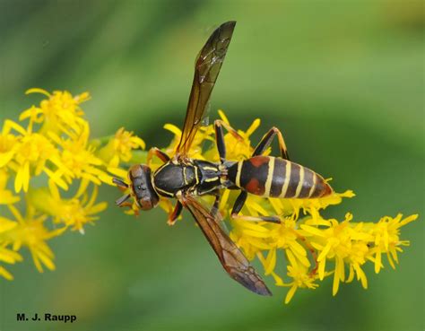 Flies that mimic wasps: Masquerading syrphid fly, Helophilus sp. — Bug ...