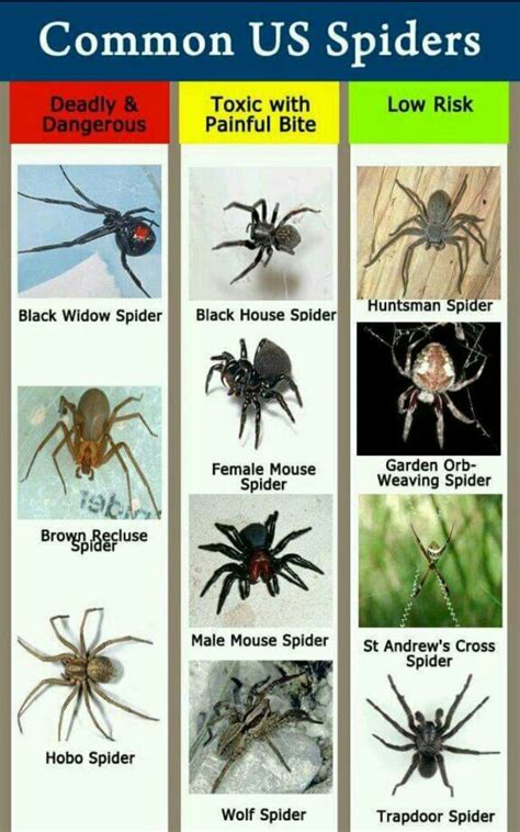 House Spider Bite Identification Chart