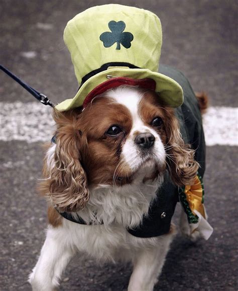 17 Dogs Rockin’ Adorable St. Patrick’s Day Costumes