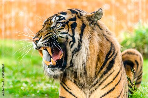 Angry tiger roaring and showing fangs in open mouth. Tigers portrait ...