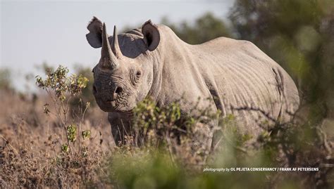 5 rhinoceros facts for World Rhino Day | African Wildlife Foundation