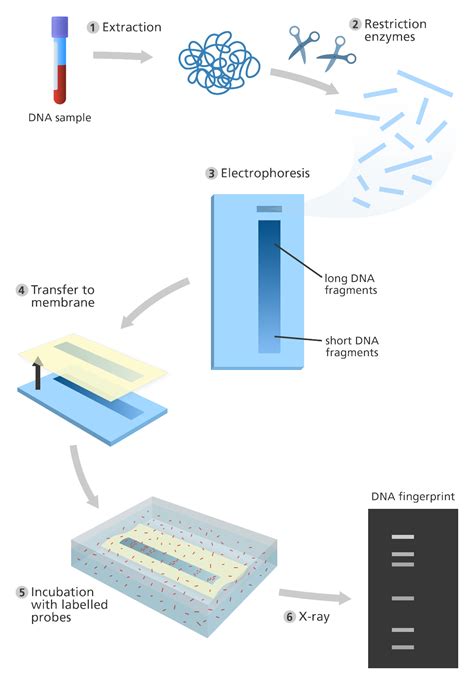 DNA Fingerprinting- Principle, Methods, Applications