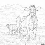 Coloring Pages Of Cow A Moo Velous Activity For Kids sketch template