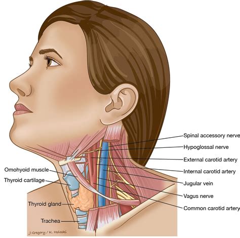 Diagram Of Bones In Neck And Shoulder - Neck And Shoulder Muscles Diagram - koibana.info ...