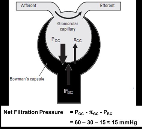 Determinants of net glomerular filtration pressure. (8) | Download Scientific Diagram