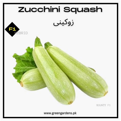 Zucchini Squash, F1 Hybrid مارو کدو – GREEN GARDENS