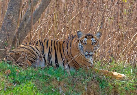 Nagarhole National Park | Nagarhole Wildlife Sanctuary | Tiger Reserve