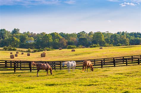 Horses At Horse Farm At Golden Hour Country Summer Landscape Stock Photo - Download Image Now ...