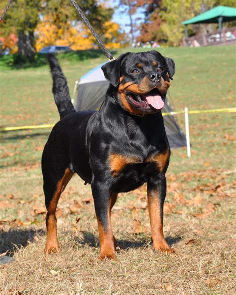 ROXY GALLERY - ROTTWEILER FEMALE ROTTWEILER PUPPIES