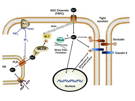 Myosin light chain kinase (MLCK)-dependent endothelial tight junction... | Download Scientific ...