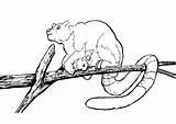 Mother And Baby Tree Kangaroo  Coloring Pages sketch template