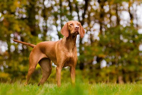 8 Vizsla Colors With Pictures: Choose Your Favorite