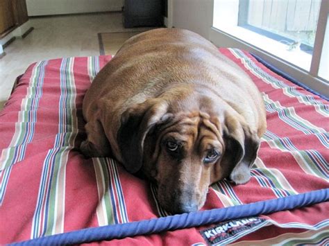 And I thought our wiener dog was fat...so funny and cute! | doxies | Dogs, Funny dachshund, Fat dogs