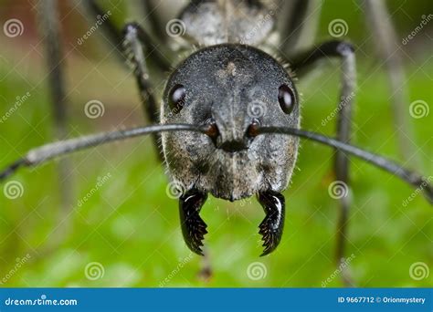 Ant Face Shot Stock Photography - Image: 9667712