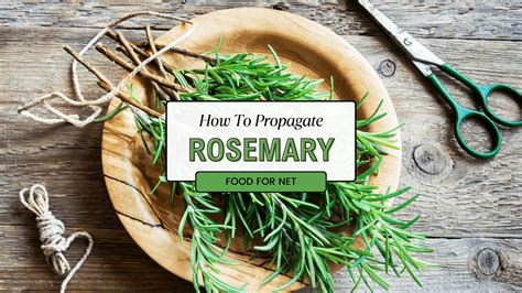 How To Propagate Rosemary From Cuttings | Food For Net