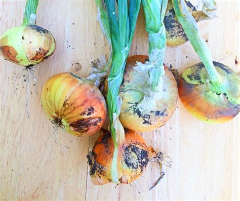 How to Harvest and Preserve Onions | Shifting Roots