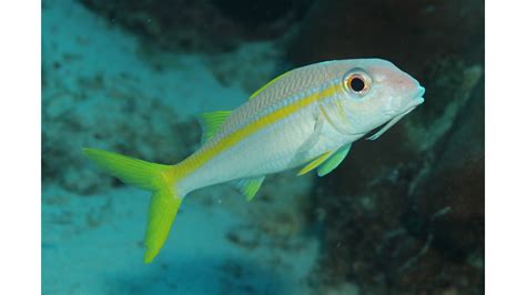 Yellow Goatfish | Reef Environmental Education Foundation