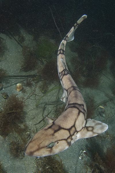 Chain catshark - Alchetron, The Free Social Encyclopedia