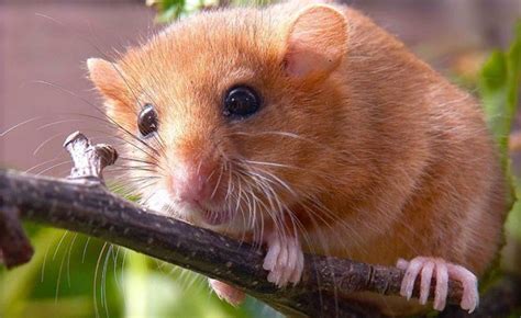 New study shows habitat loss as the reason for the UK's 'Disappearing Dormice'