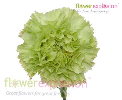 Green Carnations – Flower Explosion